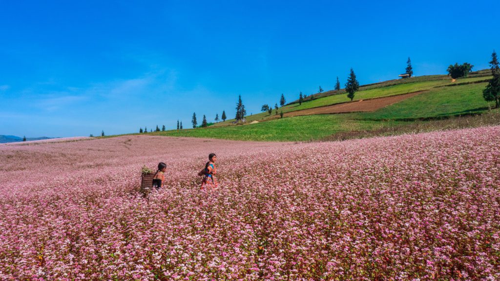 hoa tam giác mạch Đà Lạt