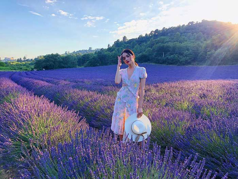 Cánh đồng hoa Lavender